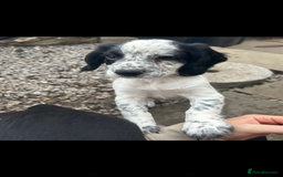 Cocker Spaniel dogs for sale: KC registered working Cocker Spaniel puppies - Image 19
