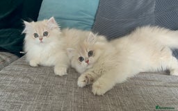 British Longhair cats for sale: Lilac golden shaded kittens (cy12) - Image 9