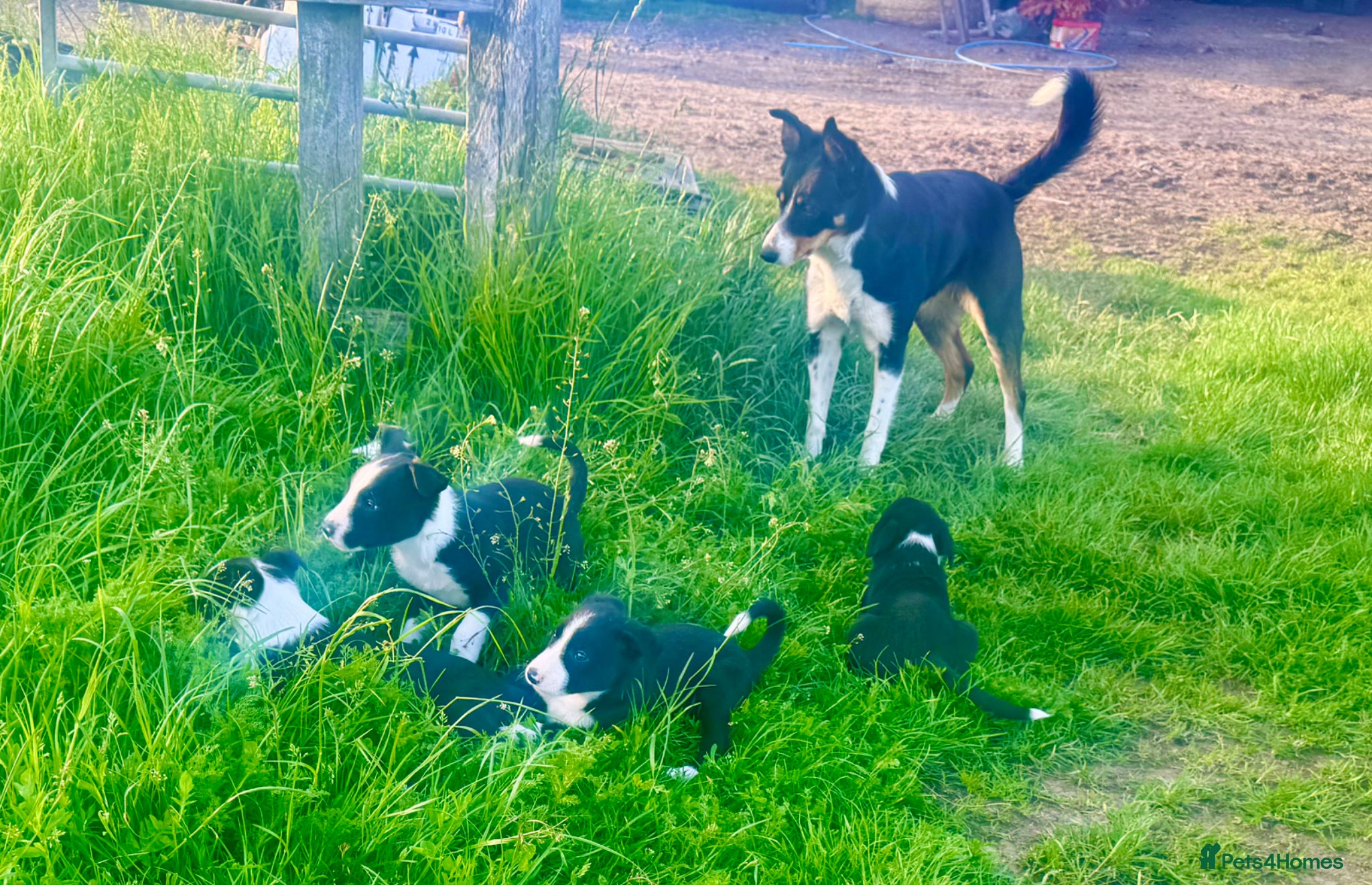 Border Collie dogs Farm bred Border Collie pups - Advert 2