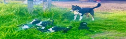 Border Collie dogs for sale: Farm bred Border Collie pups in Alnwick - Advert 2