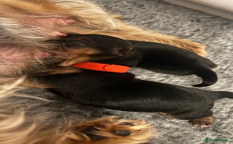 Yorkshire Terrier dogs - Advert 1