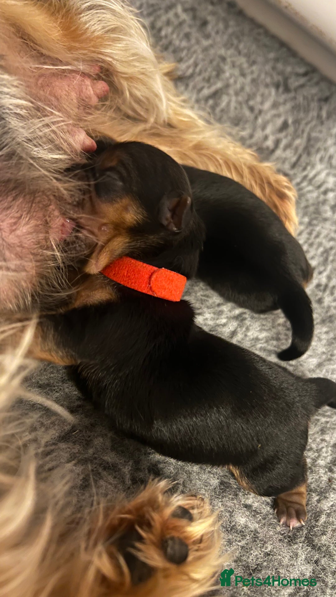 Yorkshire Terrier dogs for sale: Beautiful Mini Yorkshire Terrier two girls  - Image 1