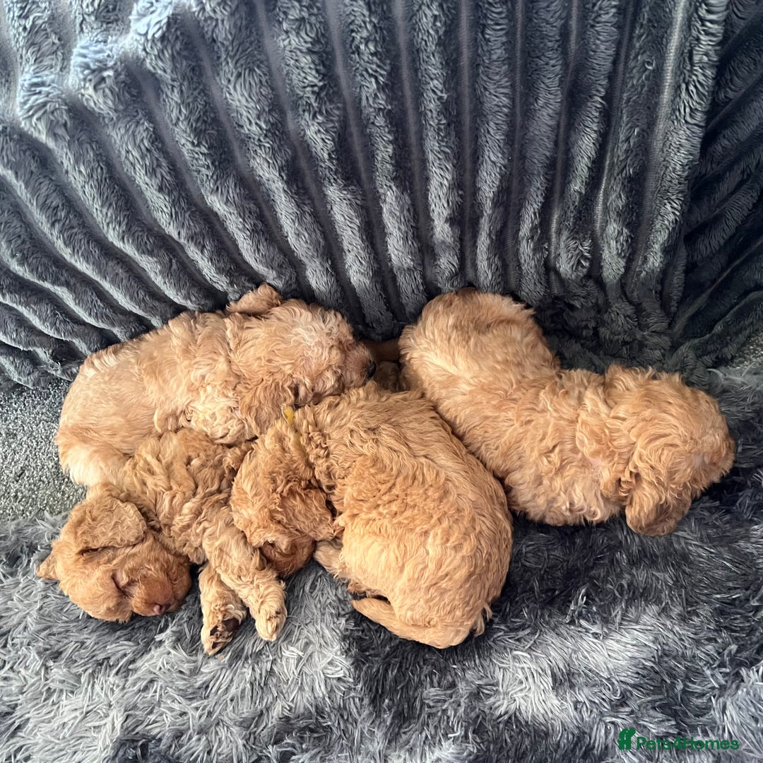 Australian Labradoodle dogs for sale: Fib Labradoodle puppies - Advert 17