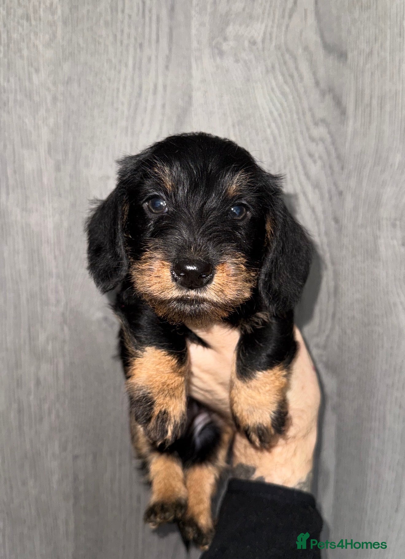 Miniature Dachshund dogs 🩷Beautiful Mini Wire Haired Dachshund Puppies🧡 - Advert 6