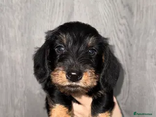 Miniature Dachshund dogs 🩷Beautiful Mini Wire Haired Dachshund Puppies🧡 - Advert 10