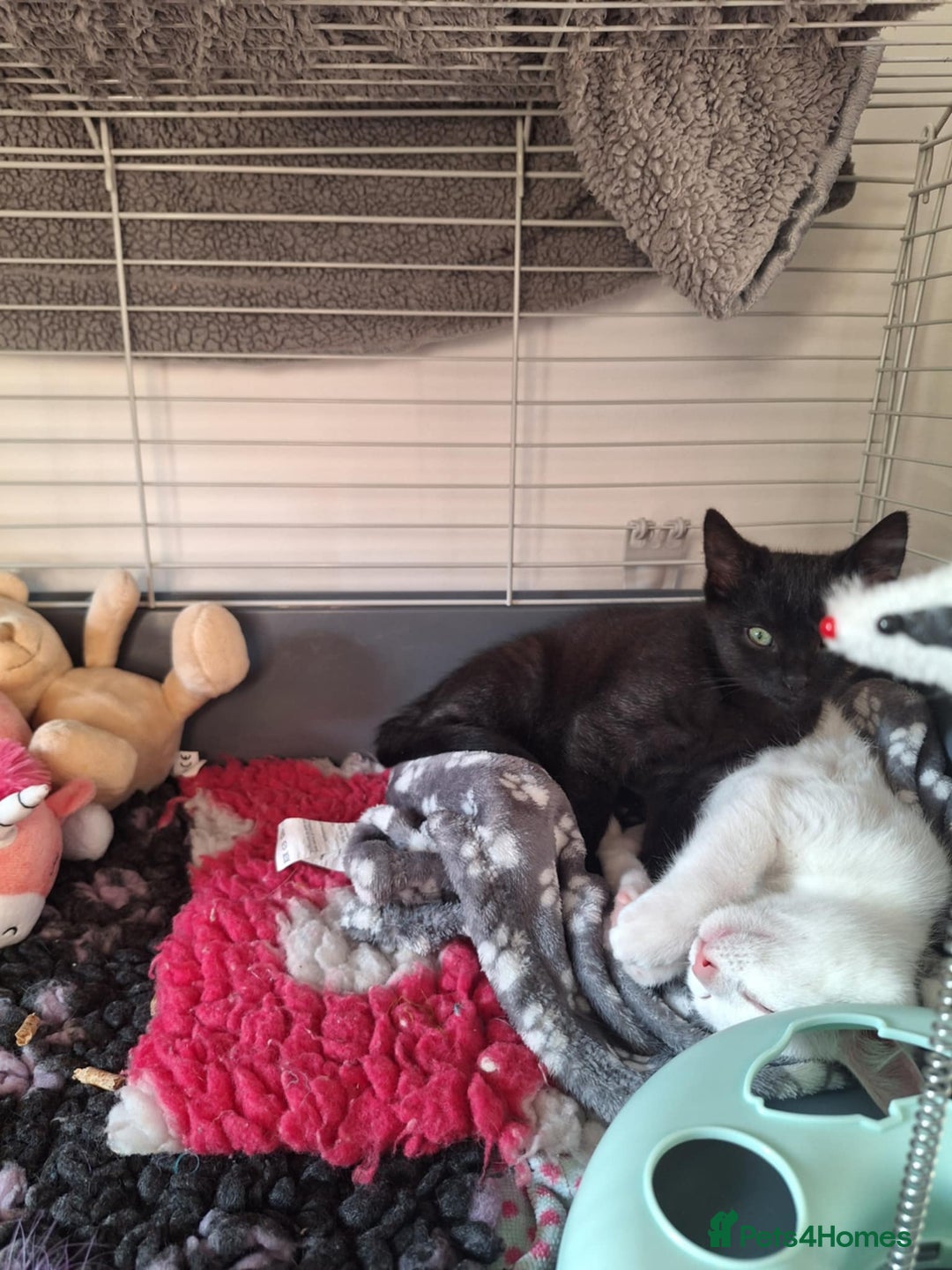 Domestic Shorthair cats for sale: Two lovely kittens  - Image 4