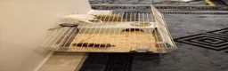 Mixed Breed rabbits for sale: Guinea pig in Warrington - Advert 5