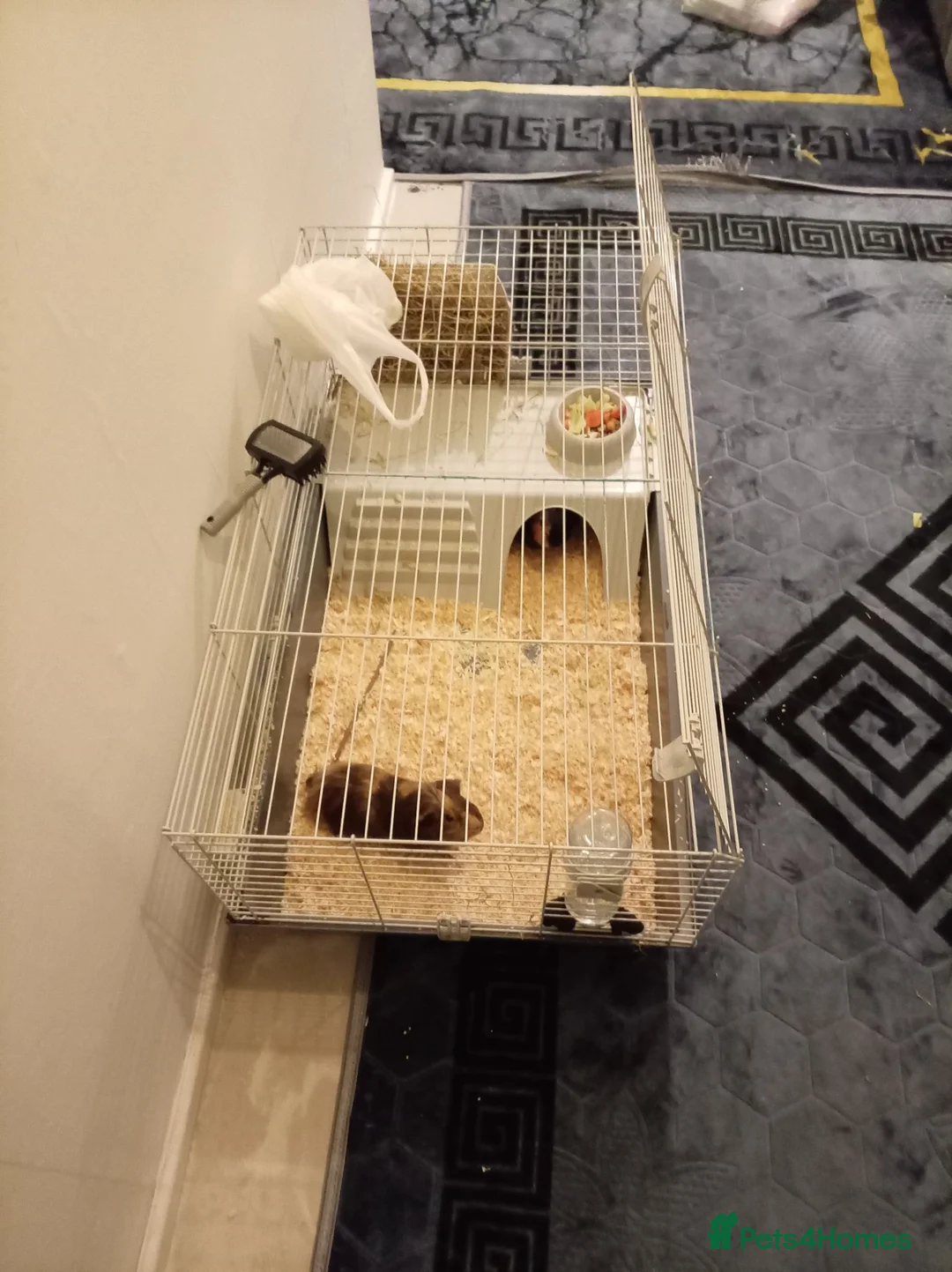 Mixed Breed rabbits for sale: Guinea pig in Warrington - Advert 5