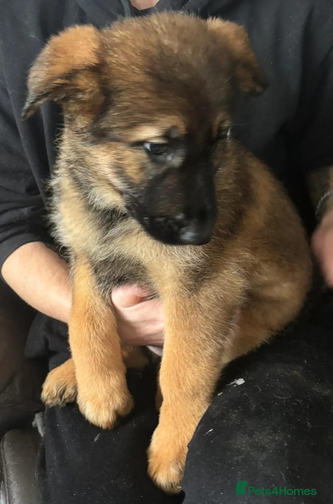 Mixed Breed dogs for sale: Intelligent & Loyal Shepadoodle Puppies - Advert 7