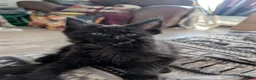Maine Coon cats for sale: Tica registered mainecoons  - Advert 22