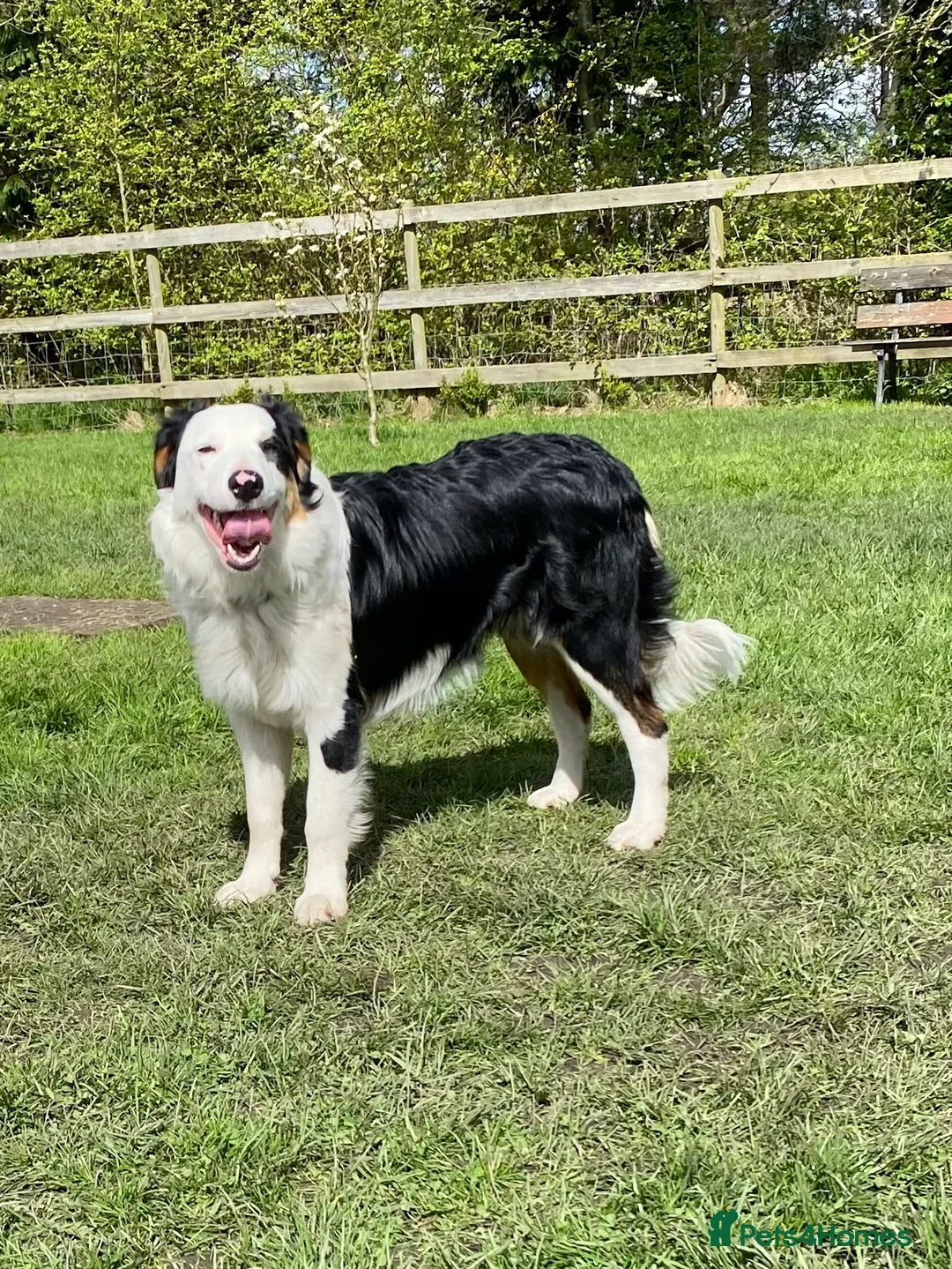 Border Collie dogs for stud: Tri coloured border collie for stud in Stafford - Advert 11