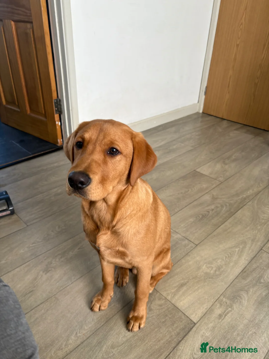 Labrador Retriever dogs for sale: 5 month old fox red lab.  - Advert 2