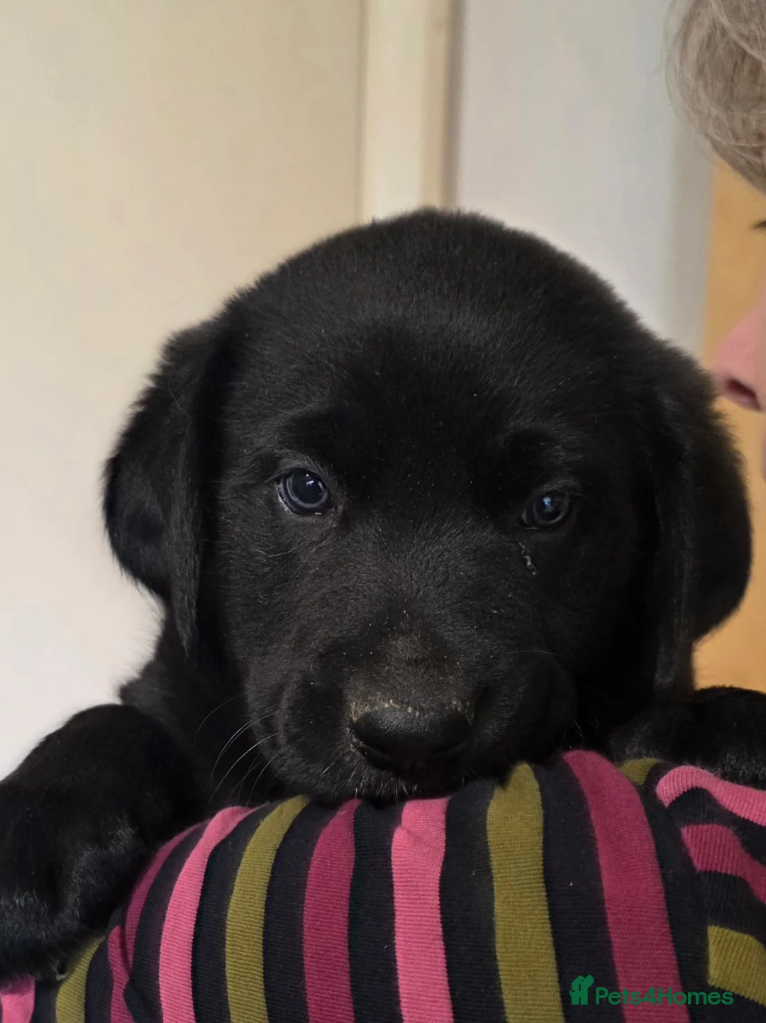 Mixed Breed dogs for sale: Meet the Wollies.  Weimaraner  x border collies in Lewes - Advert 2