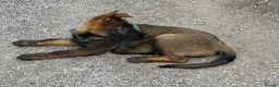 German Shepherd dogs for sale: KC Registered German Shepherd PuppiesChampion Line - Advert 8