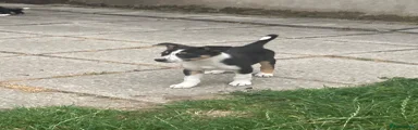 Border Collie 1