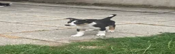 Border Collie dogs for sale: 7 well socialised puppies in Knighton - Advert 8