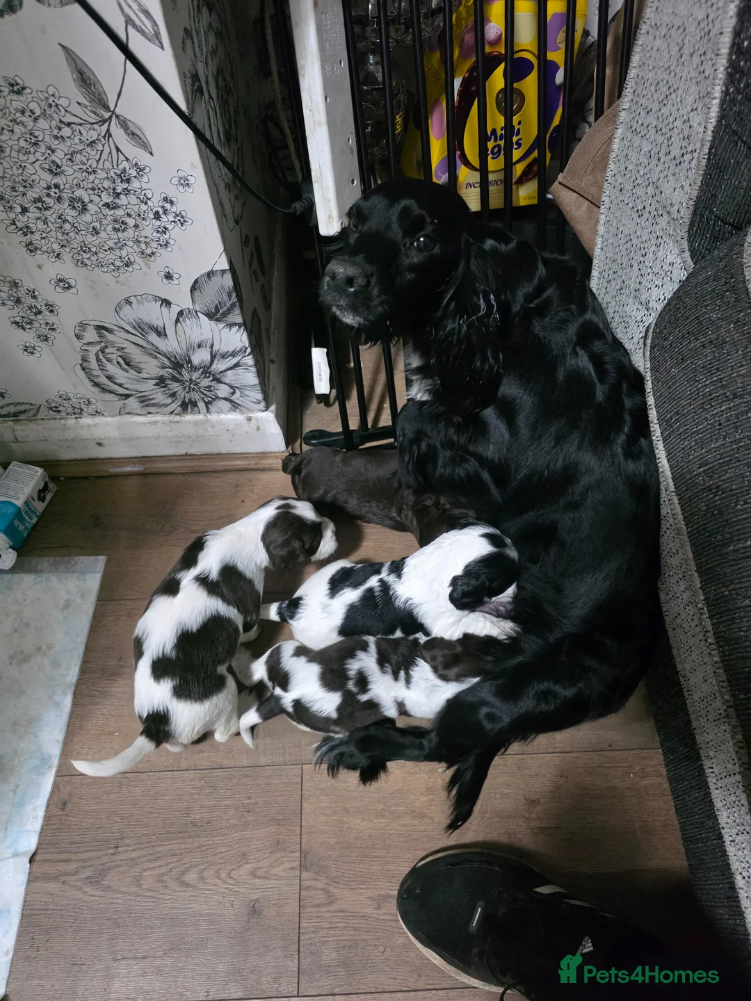 Cocker Spaniel dogs for sale: Cockaspanials puppies for sale in 4 weeks - Advert 1