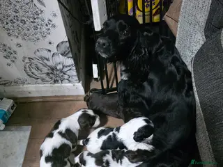 Cocker Spaniel dogs Cockaspanials puppies for sale in 4 weeks - Advert 12