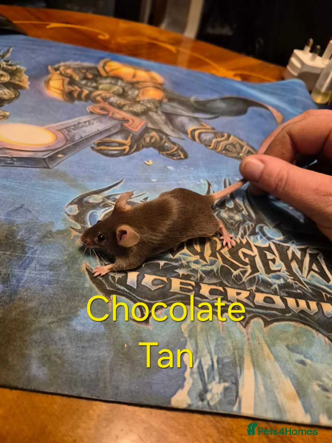 Mouse rodents for sale: 10 Cute Female Baby Fancy Mice - Advert 10