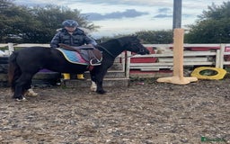 Welsh Section A horses for sale: Super child’s pony  - Image 14