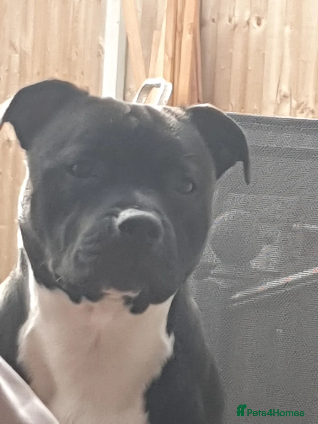 Staffordshire Bull Terrier dogs for stud: Red Stud Staffy and black amd white staffy - Advert 2