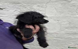 Mixed Breed dogs for sale: f1 St Berdoodle Pups - Image 21