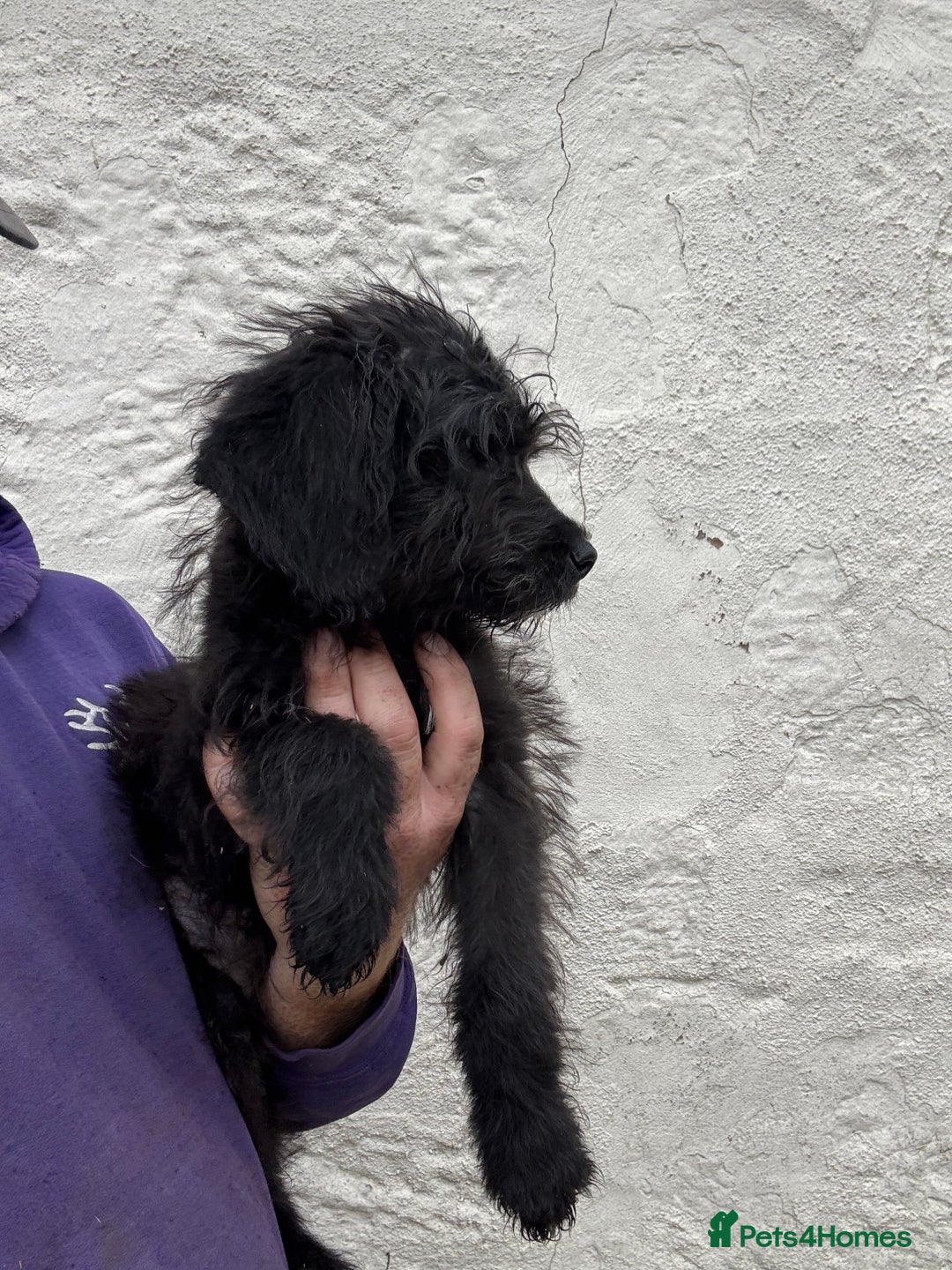 Mixed Breed dogs for sale: f1 St Berdoodle Pups - Image 21