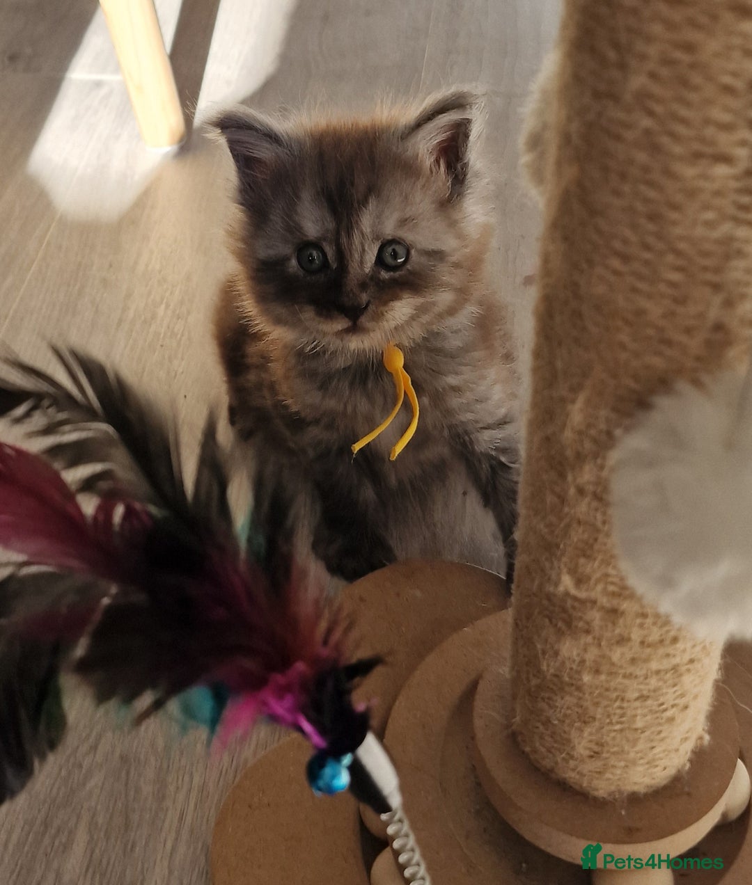 Maine Coon cats for sale: Beautiful Fluffy Maine Coon Kittens - Image 5