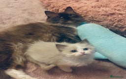 Ragdoll cats for sale: Seal mink female  - Advert 4