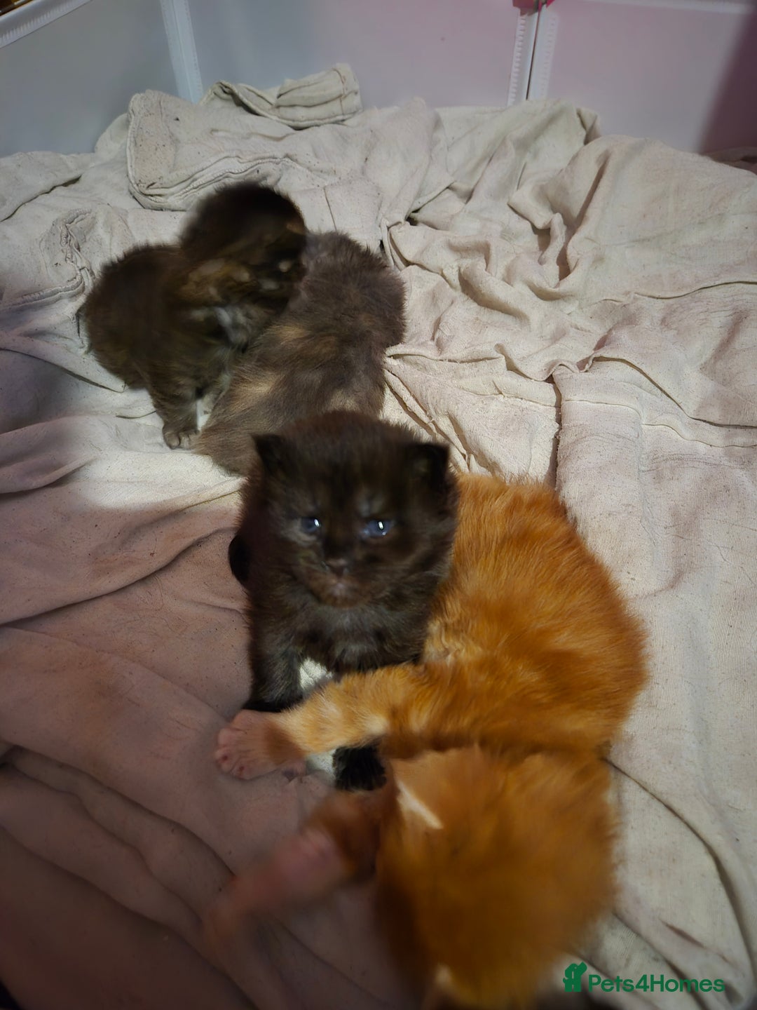 Maine Coon cats for sale: Russian /xxl maine coon - Advert 28