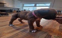 Boxer dogs for sale: Beautiful litter of KC reg bobtail boxer pups - Image 26
