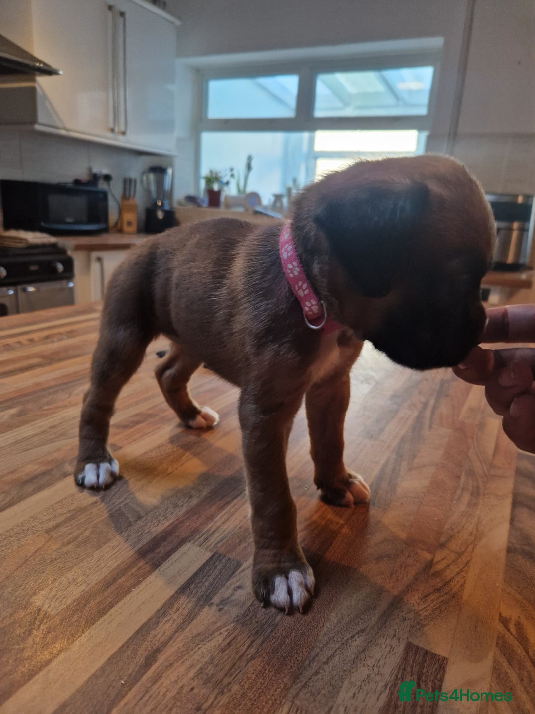 Boxer dogs for sale: Beautiful litter of KC reg bobtail boxer pups - Image 26
