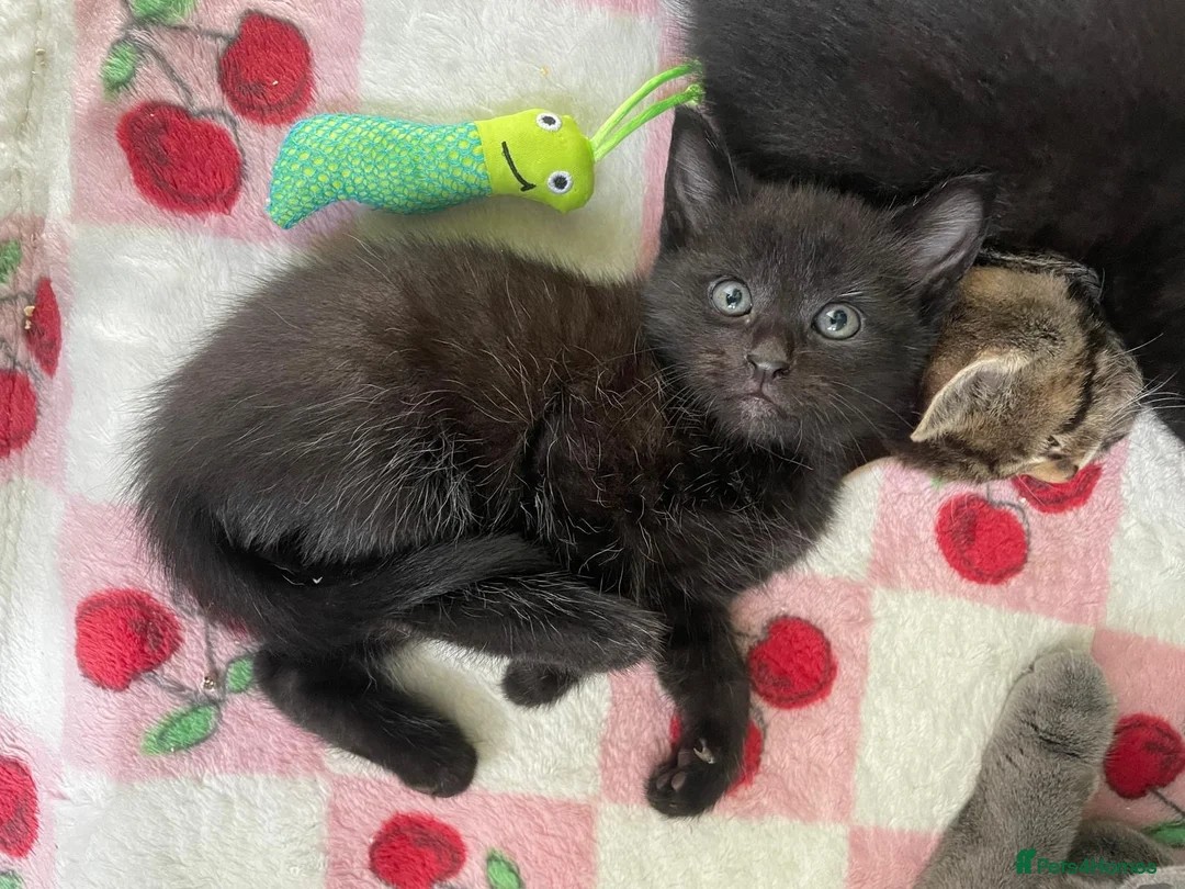 Mixed Breed cats for sale: Very beautiful kitten  in Chester - Advert 10