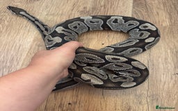 Python Snake reptiles for sale: Royal Pythons Various Prices  - Image 7