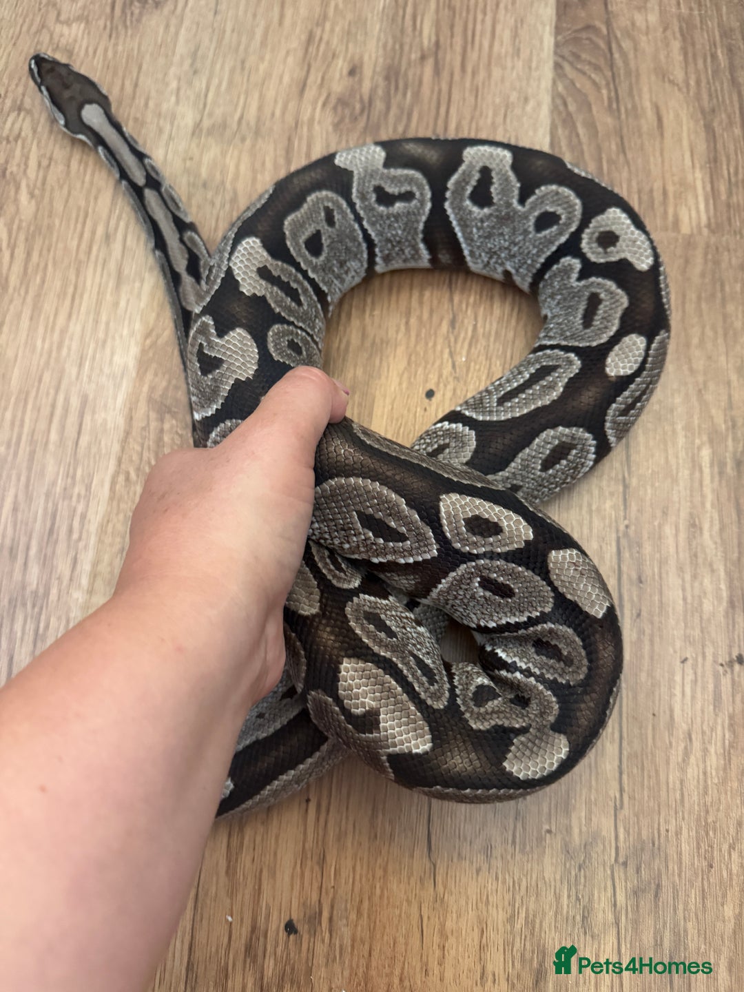 Python Snake reptiles for sale: Royal Pythons Various Prices  - Image 7