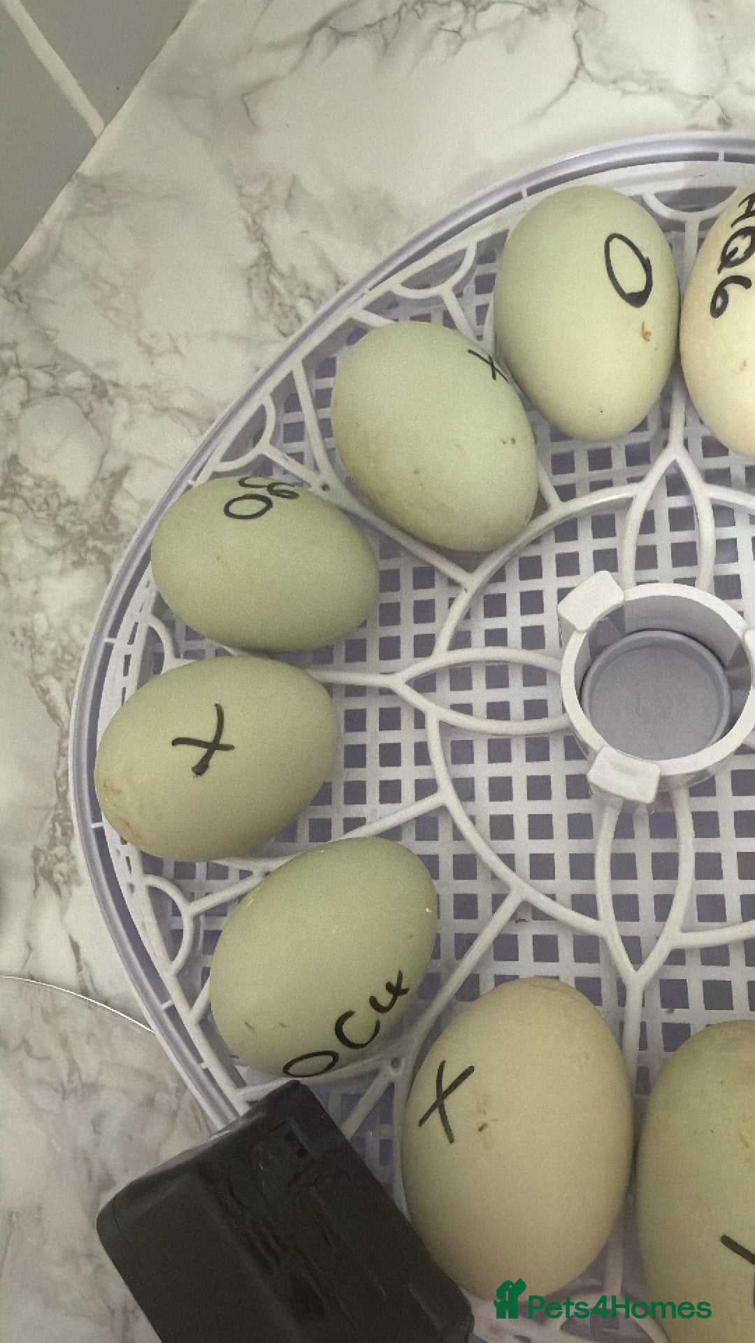 Ducks poultry Call ducklings & harlequin ducklings  - Advert 7