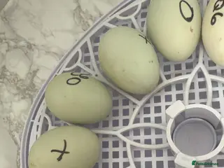 Ducks poultry Call ducklings & harlequin ducklings - Advert 7