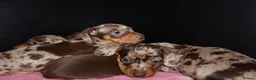 Miniature Dachshund dogs for sale: dachshund puppies - Advert 2