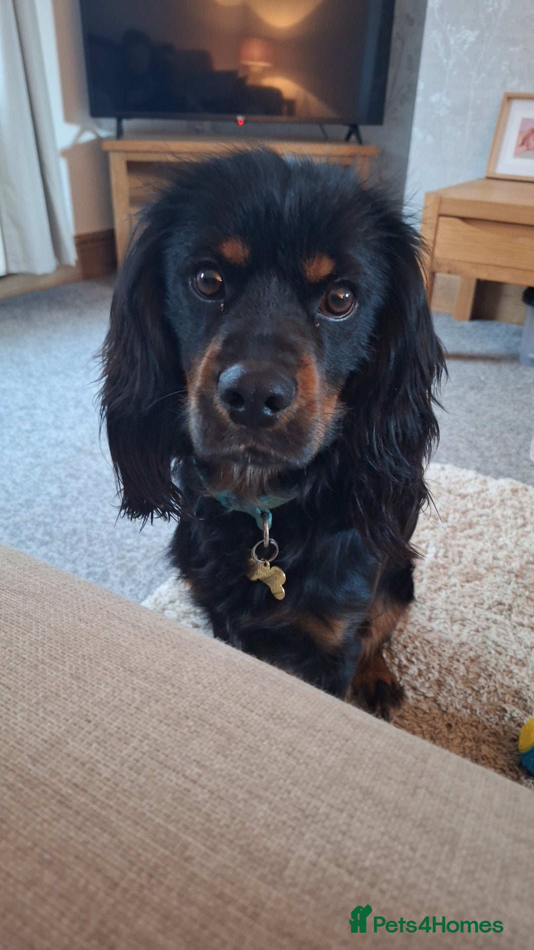 Mixed Breed dogs Cockerspaniel for sale - Advert 1
