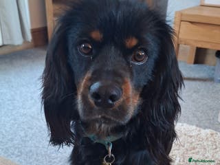 Mixed Breed dogs Cockerspaniel for sale - Advert 1