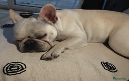French Bulldog dogs for sale: Female Frenchie needing new home - Image 9