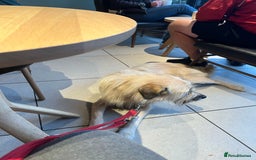 Mixed Breed dogs for adoption: 💙🐶 COOPER 🐶💙 - Image 4