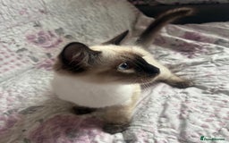 Siamese cats for sale: Siamese cross ragdoll adorable and cutest kittens  - Image 3