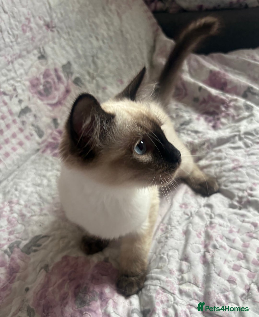 Siamese cats for sale: Siamese cross ragdoll adorable and cutest kittens  - Image 3