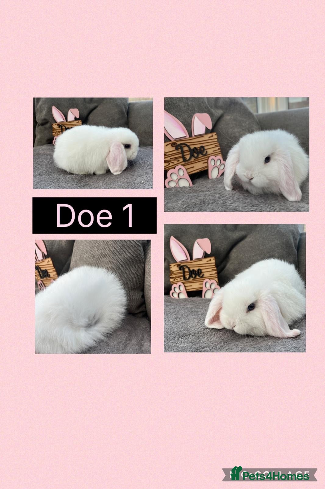 Mini Lop rabbits Pure bred Mini Lop Babies - Advert 1