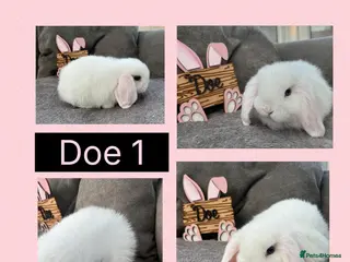 Mini Lop rabbits Pure bred Mini Lop Babies - Advert 9