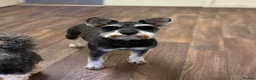 Miniature Schnauzer dogs for sale: 🩷🩷Beautiful Mia🩷🩷 - Advert 1