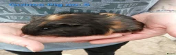 Guinea Pig rodents for sale: Cute 6 week old male guinea pigs - ginnywiggles - Advert 9