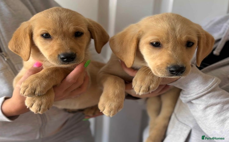 Labrador Retriever dogs - Advert 7