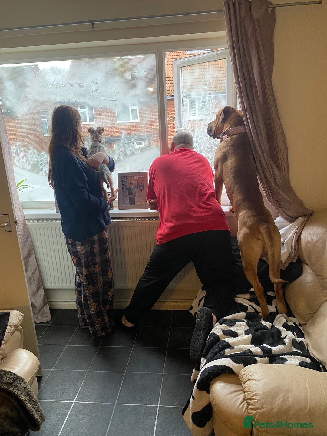 Cane Corso dogs for sale: 8 months old male cane corso  - Advert 2